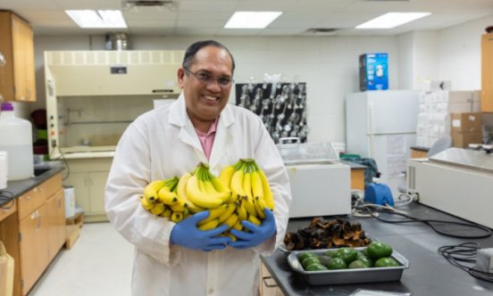 Photograph of a man in a white lab coat holding bunches of bananas