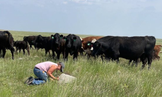 Photograph of a woman wearing a pink shirt, jeans and a hat, kneeling in a meadow, studying samples. Large black and brown cows are behind her, eating grass.