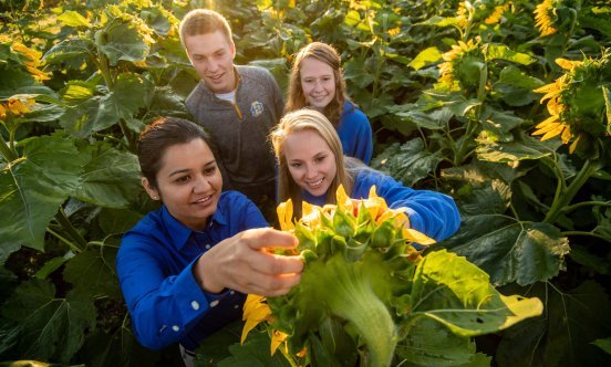 Four SDSU students in a field of sunflowers, studying one up close