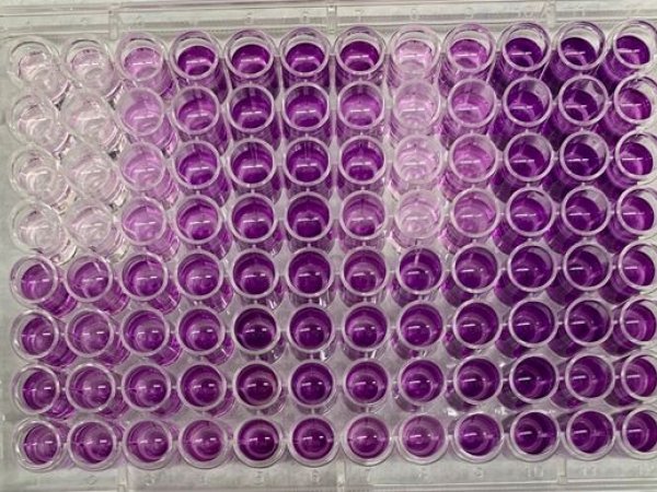 Example of MTT assay