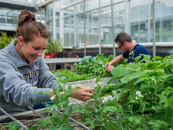 SDSU Student observing plants in greenhouse.