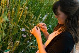 Biological Sciences (Ph.D.) - Plant Science Specialization - crossing oats in a lab.