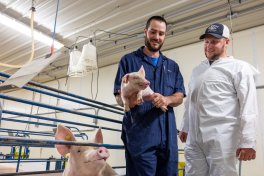 Two students working with pigs at the Swine Education and Research Facility.