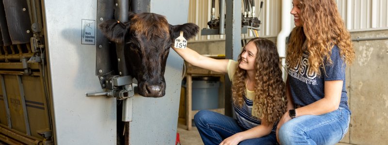 Two students kneel next to a cow.