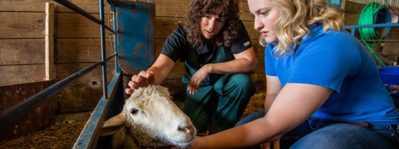 Student and vet looking at a sheep.