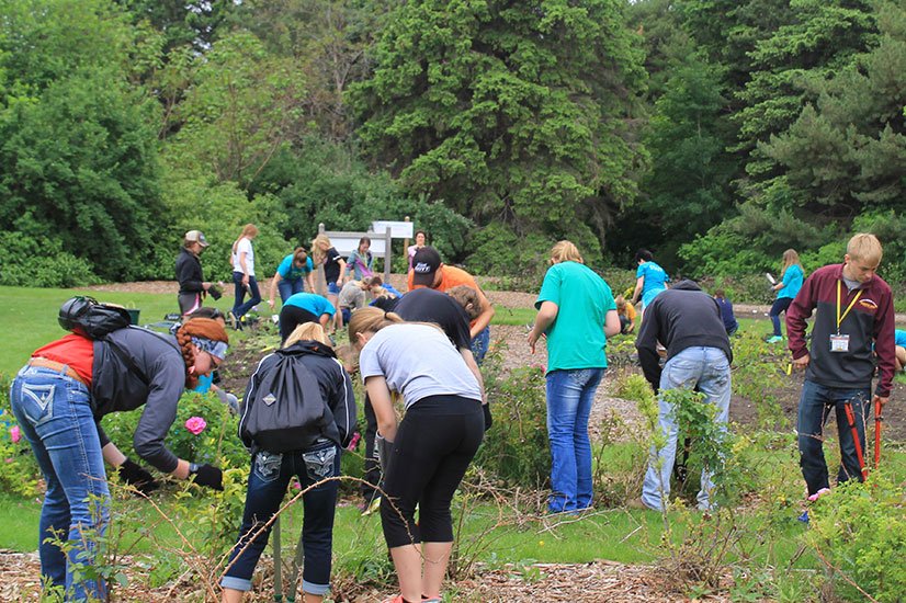 volunteers trimming plants