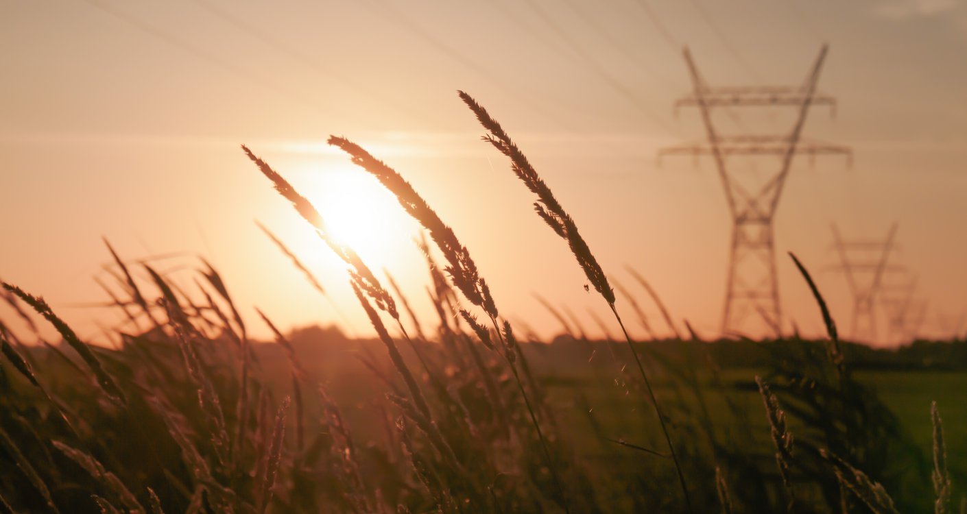 A field of wheat that is set against a pretty sunset and an array of power line towers in the background