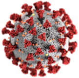 Model of COVID-19 virus from CDC public domain.