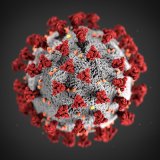 COVID-19 Virus