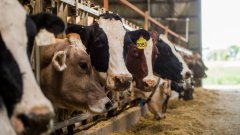 dairy cows eating hay 