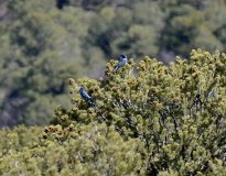 Pinyon Jay