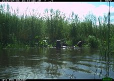 River otters