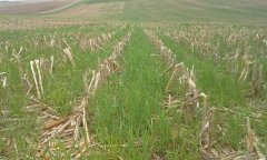 Cover crops