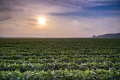 Soybean field