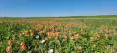 Wildflowers