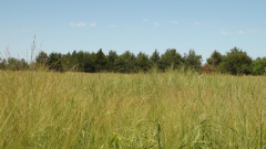 Switchgrass field