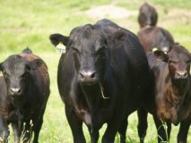 Tagged cattle standing in the field.