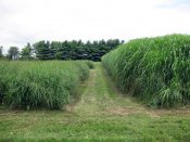 "Miscanthus"