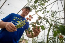 student looking at tomatoes