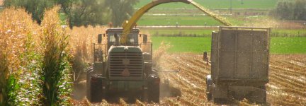 Cutting Silage Corn