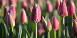 Pink Tulips