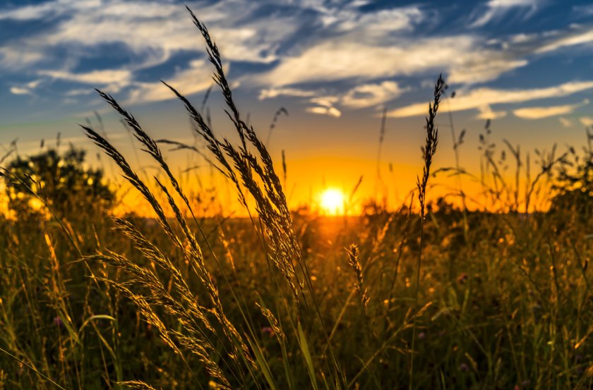 Wheat field at sunset