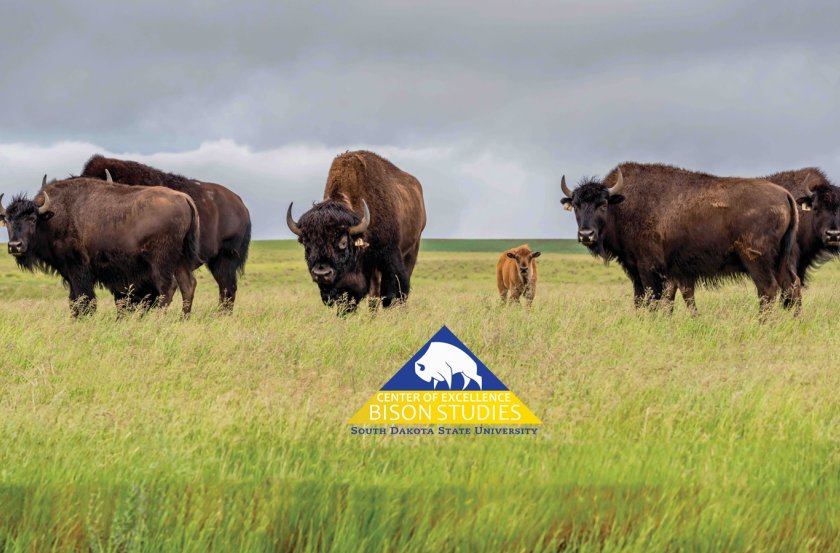 Center of Excellence for Bison Studies South Dakota State University 