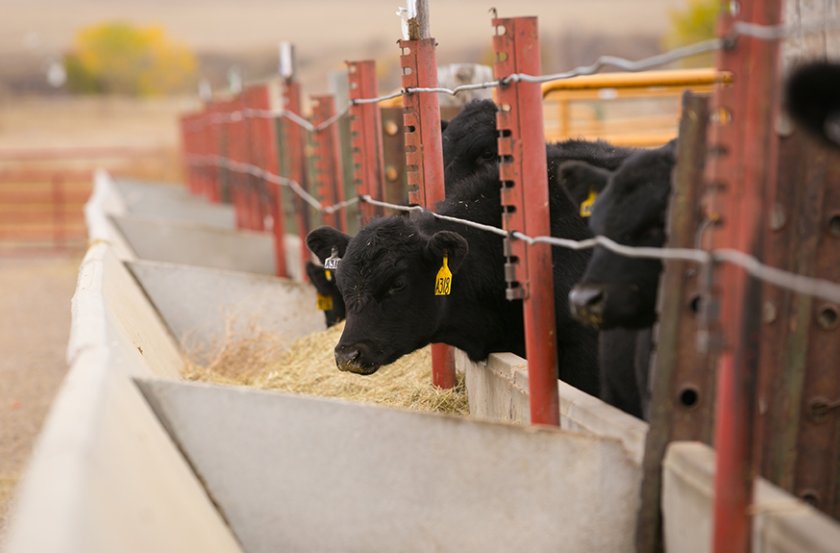 image of beef cattle feeding 