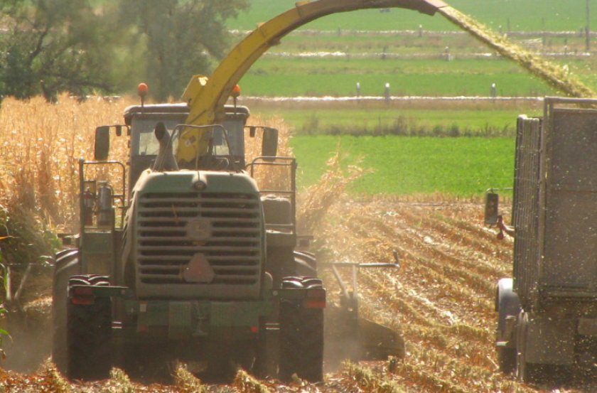 Cutting Silage Corn