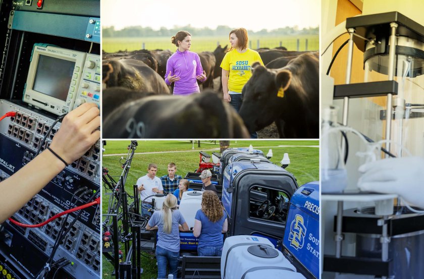 A collage of 4 images showing students and faculty performing research using electronic equipment, machines, cattle, precision agriculture vehicles, and lab equipment 