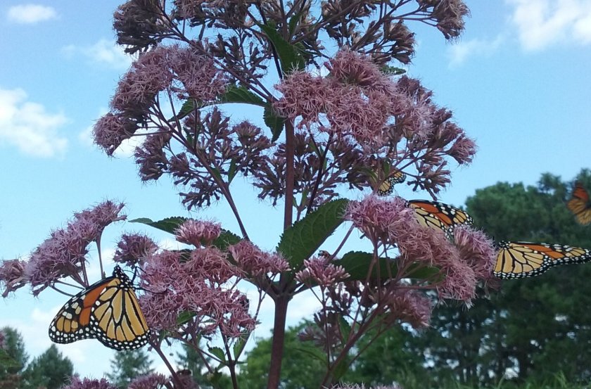 Three monarch butterflies on purple flowers.