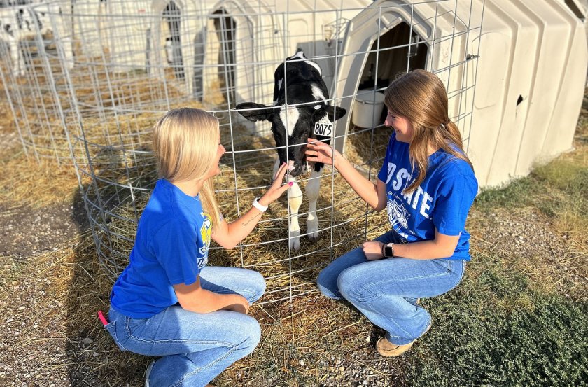 Two students kneeling next to a calf.