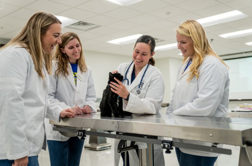 A veterinarian examines a cat with three students watching.