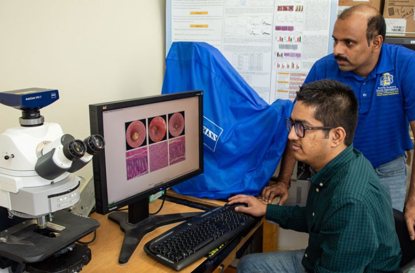 Doctoral student Siddharth Kesharwani, left, and Associate Professor of Pharmaceutical Sciences Hemachand Tummala examine images of the colons of mice 